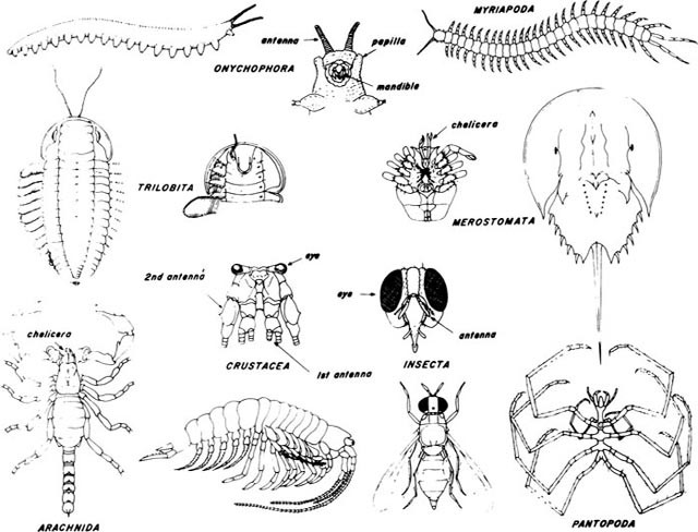 Arthropoda Arthropod Definition