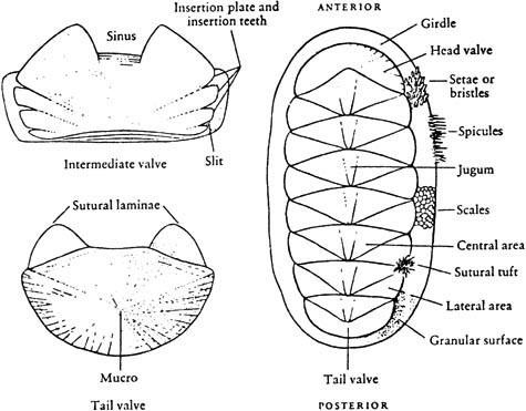 Polyplacophora | SpringerLink