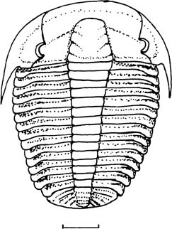 Trilobta | SpringerLink Trilobta | SpringerLink