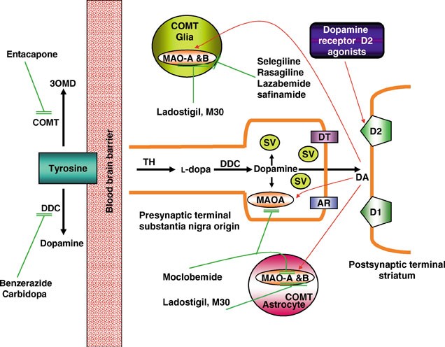 Monoamine Oxidases And Their Inhibitors Springerlink