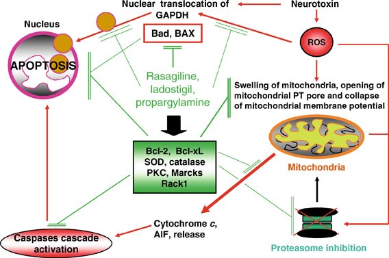 Monoamine Oxidases And Their Inhibitors Springerlink Monoamine Oxidases And Their Inhibitors Springerlink