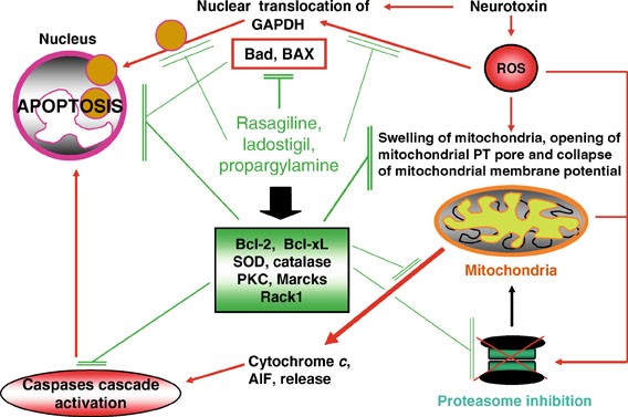 Monoamine Oxidases And Their Inhibitors Springerlink