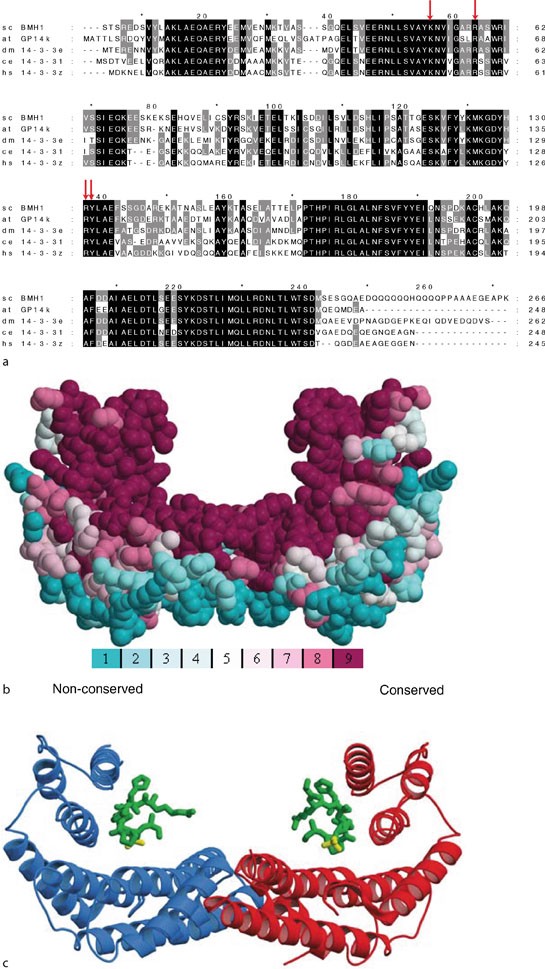 14 3 3 Proteins Springerlink