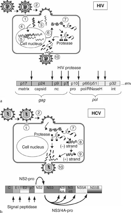 Viral Proteases Springerlink