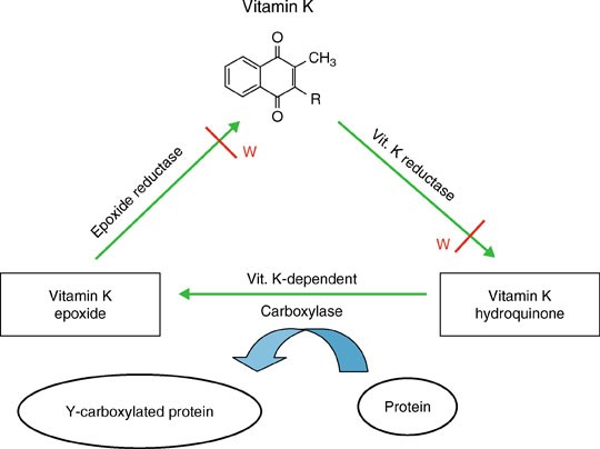 Vitamin K | SpringerLink