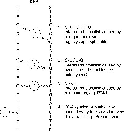 Alkylating Agents Springerlink