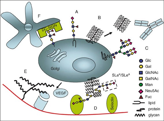 Glycobiology Springerlink