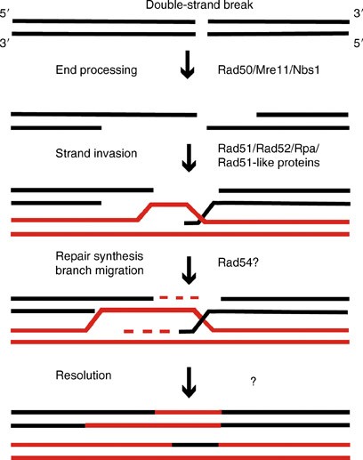 Homologous Recombination Repair | SpringerLink