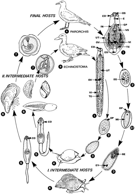 Parorchis Acanthus Springerlink