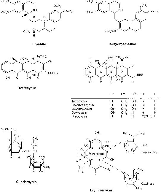 Prostatitis rovamicin