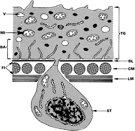 phylum platyhelminthes tegument