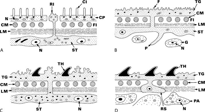 hogyan és hol fertőződnek meg a pinwormok hogy néznek ki a paraziták a nasopharynxben