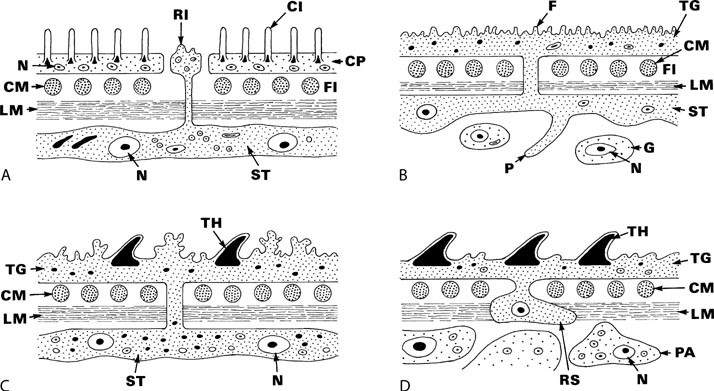 tegument platyhelminthes