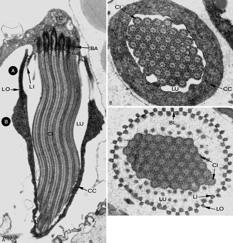 platyhelminthes tegument sincitial