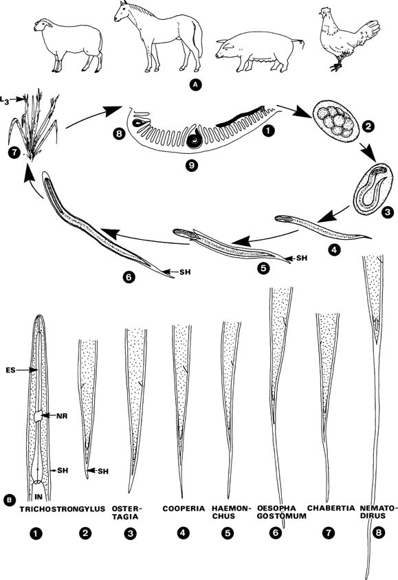 Trichostrongylidae Springerlink