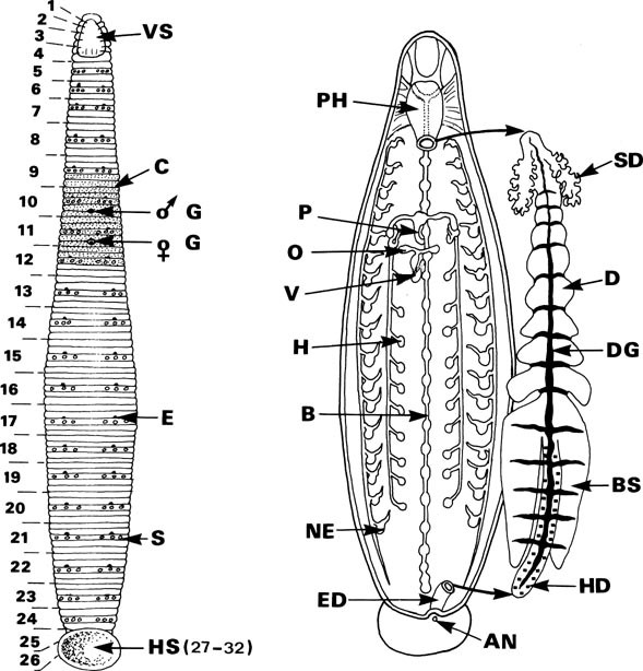 Hirudo Medicinalis Springerlink