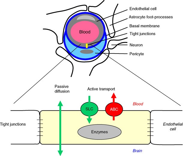 BloodBrain Barrier SpringerLink