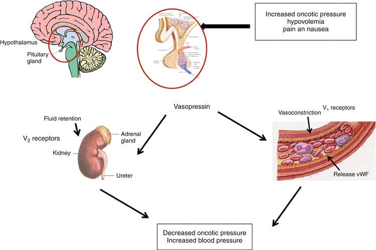 Vasopressin Springerlink