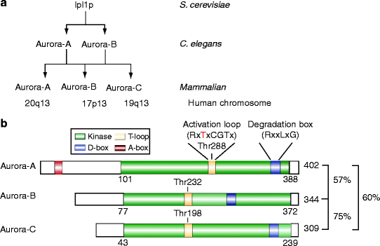 Aurora Kinases Biology Diagrams