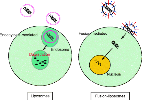 Non-Viral Vector for Cancer Therapy | SpringerLink