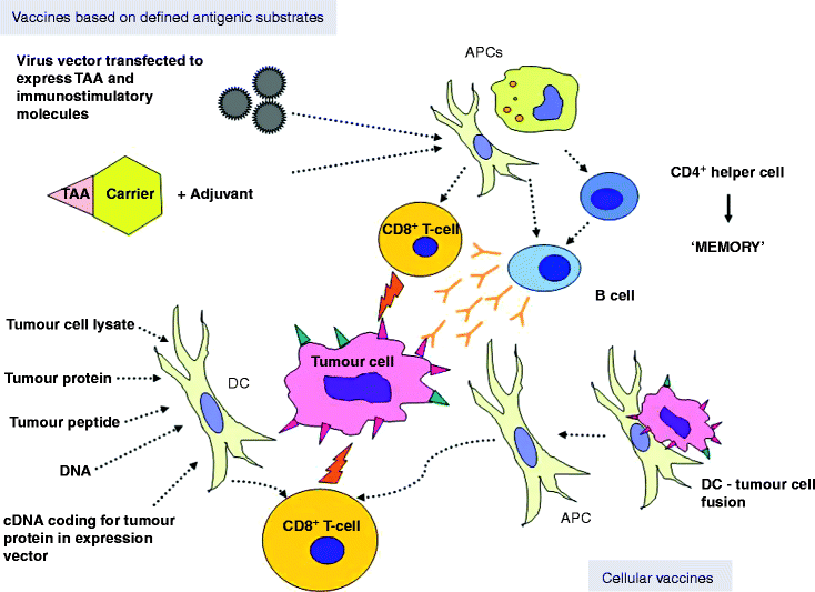 Ovarian Cancer Immunotherapy SpringerLink