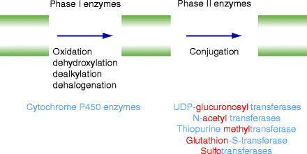 cytochromes p450 a success story cytochromes p450 a success story