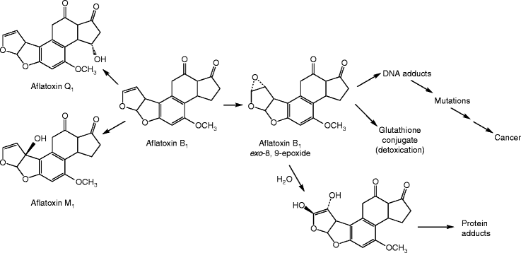 Carcinogen Metabolism Springerlink