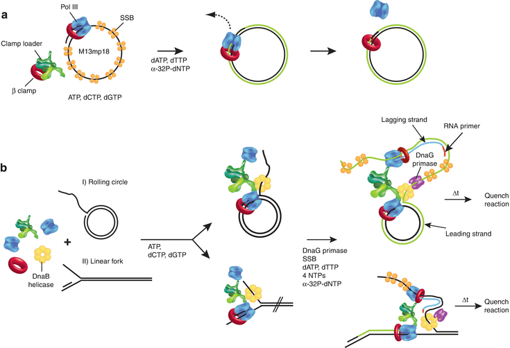 Machinery Of Dna Replication Springerlink
