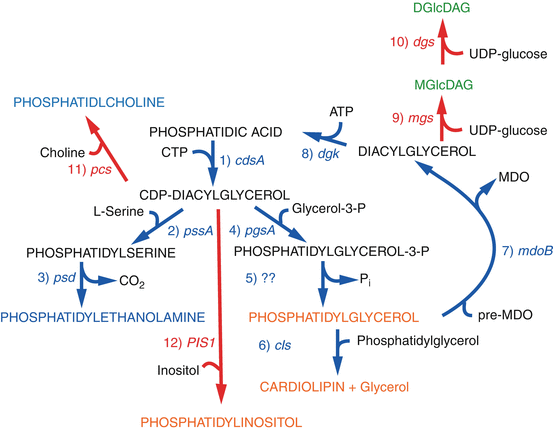 Functional Roles Of Lipids In Membranes Springerlink