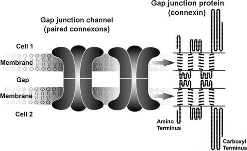 Gap Junction Proteins (Connexins, Pannexins, and Innexins) | SpringerLink