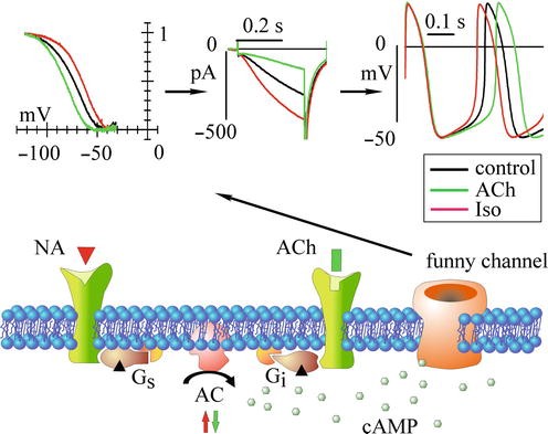 Hcn Channels Biophysics And Functional Relevance Springerlink