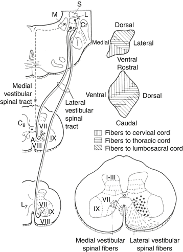 Balance (Anatomy: Vestibular Nerve) | SpringerLink