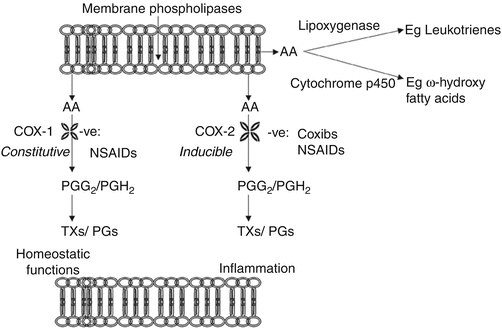 Postoperative Pain Cox 2 Inhibitors Springerlink