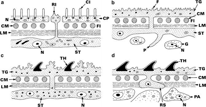Platyhelminthes nutriție și digestie