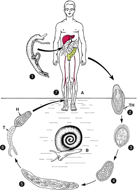 pastile pentru negi plantari virali cum să te infectezi cu veruci genitale