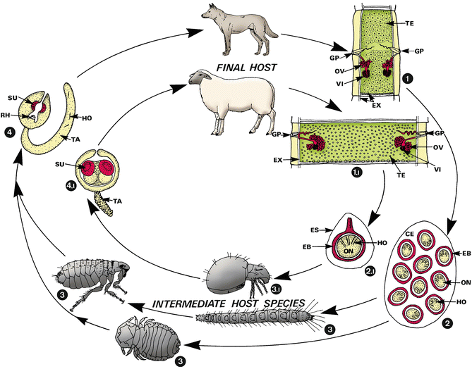 dipylidium caninum treatment in dogs