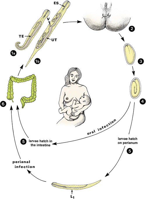 Enterobius vermicularis life cycle cdc. Kindermadenwurm (enterobius vermicularis)