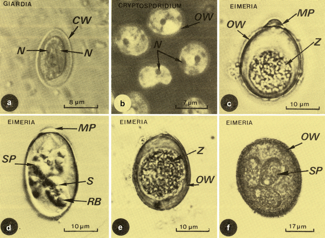 Eimeria Species Springerlink
