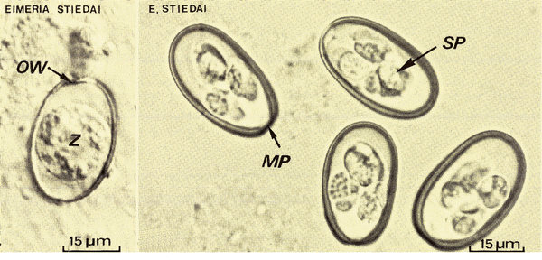 Eimeria Species Springerlink