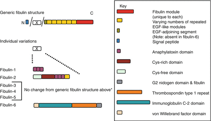 Fibulins SpringerLink