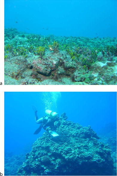 Volcanic Disturbances And Coral Reefs Springerlink