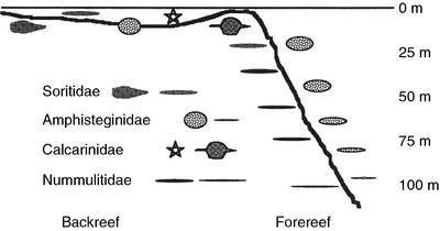 Featured image of post Foraminifera Diagram