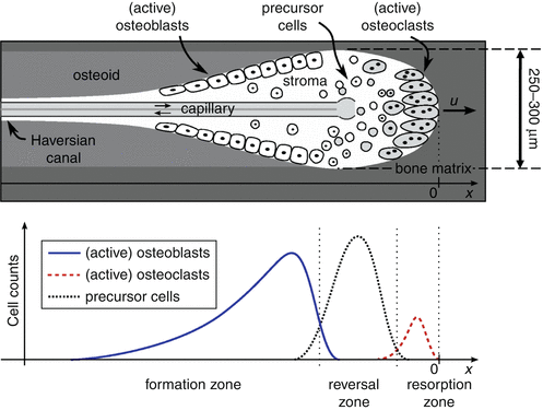 Bone Remodeling | SpringerLink Bone Remodeling | SpringerLink