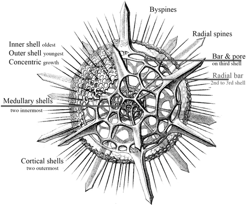 Radiolarians | SpringerLink