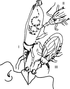 Pathogen Transmission by Arthropods | SpringerLink