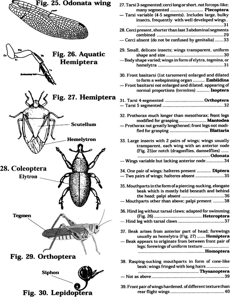Insect Keys SpringerLink