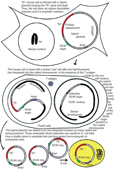 SV40 Vectors | SpringerLink