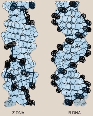 Z DNA  zig zag DNA  SpringerLink