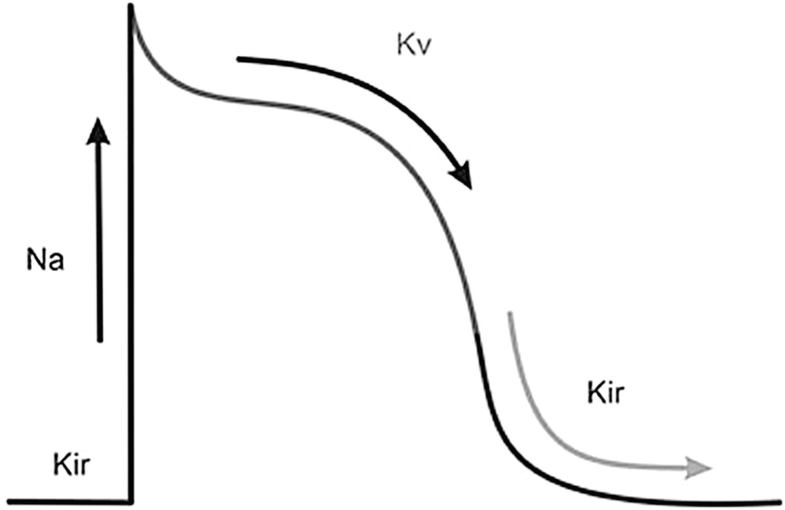 Inward Rectifier Potassium Channels SpringerLink