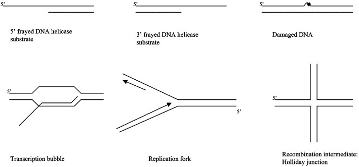 DNA Helicases Biology Diagrams
